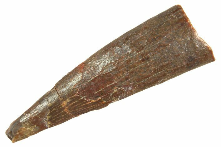 Fossil Pterosaur (Siroccopteryx) Tooth - Morocco #298536